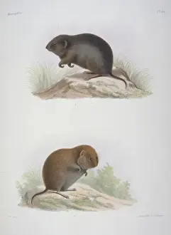 1800 1885 Prints: Arvicola melanogaster, water vole