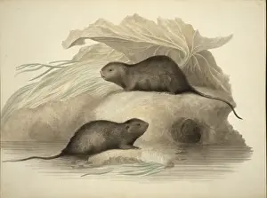 Arvicola terrestris, European water vole