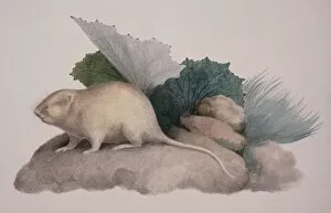 Macgillivray Collection: Arvicola terrestris, European water vole