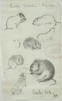 Arvicola terrestris, European water vole