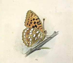 Natural History Museum Prints: Arygynnis adippe, high brown fritillary
