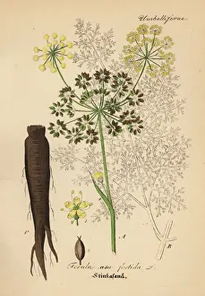 Stinking Prints: Asafoetida, Ferula assa-foetida