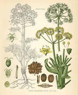 Asafoetida, Ferula foetida