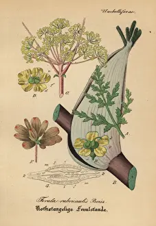 Asafoetida, Ferula rubricaulis