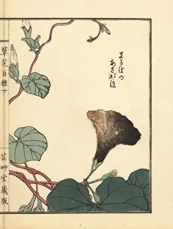 Asagao or morning glory, Ipomoea nil