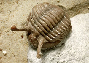 Crustacean Collection: Asaphus (Neoasaphus) kowalewskii, stalk- eyed trilobite