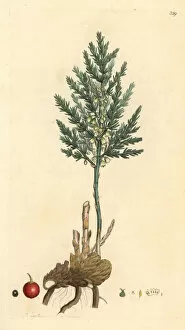 Officinalis Gallery: Asaragus from Sowerbys English Botany, London