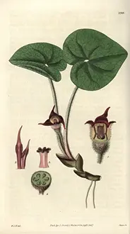 Ginger Prints: Asarum canadense, Canadian asarabaca or wild ginger