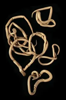 Parasite Prints: Ascaris lumbricoides, human roundworm