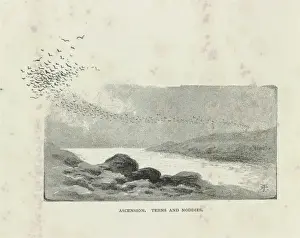 Charadriiformes Prints: Ascension, Terns and Noddies