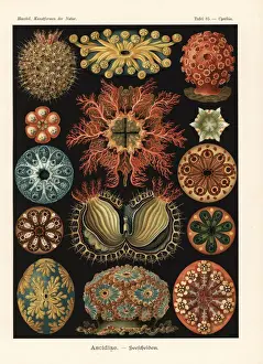 Ascidiae or sea squirts