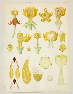 Images Dated 14th December 2015: Asclepias curassavica, Tropical milkweed - London, Natural History Museum, Botany Library
