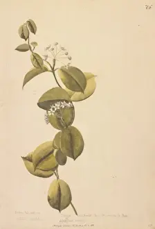 Gentianales Prints: Asclepias volubilis