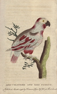 Ash-colored and red parrot or African grey Ash-colored and red parrot or African grey