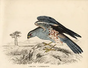 Prey Gallery: Ash-coloured harrier, Circus cineraceus