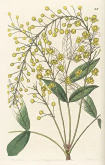 Miss Drake Prints: Thin ash-leaved berberry, Berberis tenuifolia