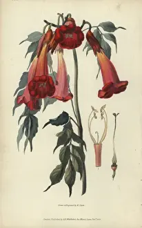Richardmorris Prints: Ash-leaved trumpet flower, Campsis radicans