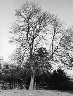 ASH TREE