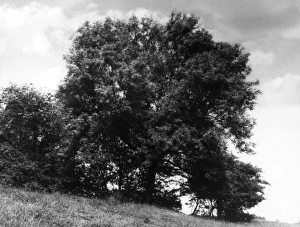 Images Dated 20th May 2011: ASH TREE