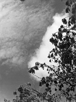 Images Dated 18th May 2011: Ash Tree Branches
