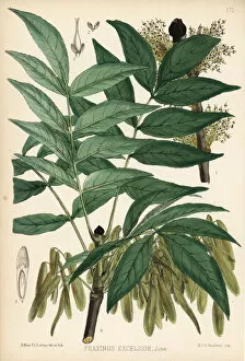 Samara Collection: Ash tree, Fraxinus excelsior