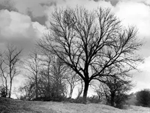 ASH TREES