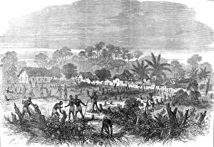 Acing Gallery: The Ashanti War (1873-74) The battlefield of Abrakrampa