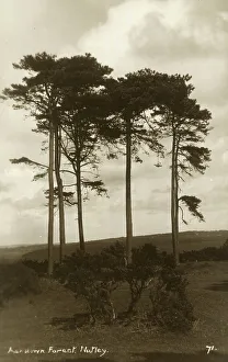 Trunks Prints: Ashdown Forest, Nutley, Sussex