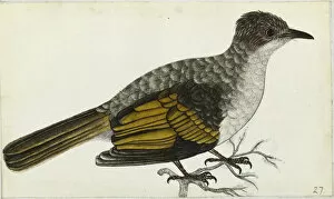 Passeriformes Collection: Ashy Bulbul, Hemixos flavala