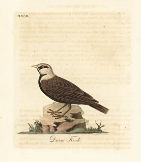 Latham Collection: Ashy-crowned sparrow-lark, Eremopterix griseus