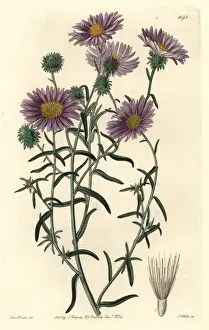 Ashy tansy-aster, Dieteria canescens var incana