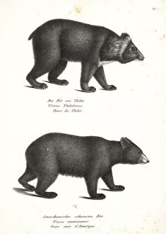 Brodtmann Collection: Asian black bear and American black bear