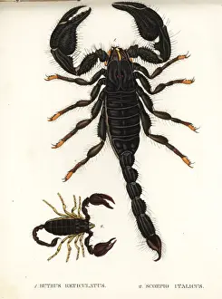 Reticulatus Prints: Asian blue forest scorpion and Italian scorpion