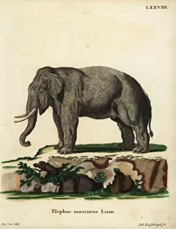 Asian elephant, Elephas maximus. Endangered