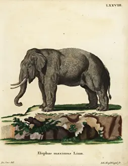 Maximus Prints: Asian elephant, Elephas maximus. Endangered