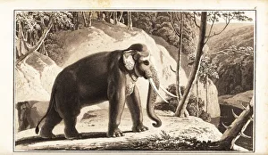 Jungle Prints: Asian elephant, Elephas maximus, endangered