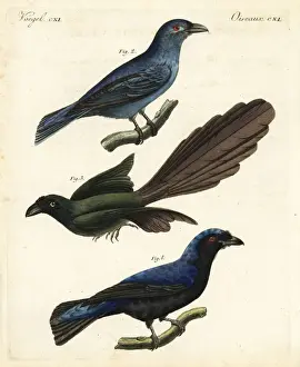 Corvus Prints: Asian fairy-bluebird and racket-tailed treepie
