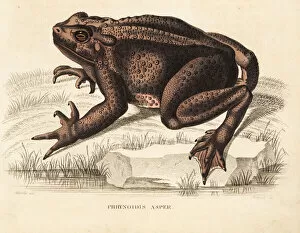 Naturhistorischer Gallery: Asian giant toad, Bufo asper