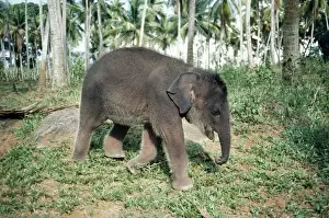 Maximus Prints: Asian / Indian Elephant