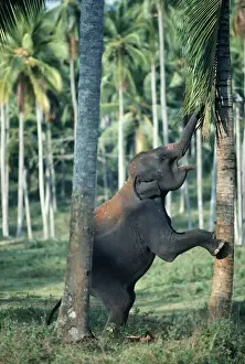 Maximus Prints: Asian / Indian Elephant - baby