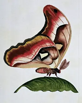 Asian moth