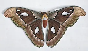 Asian moth