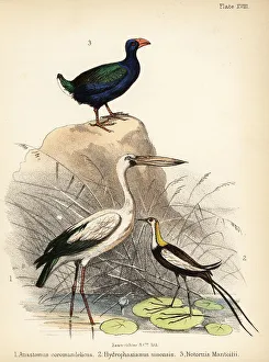 Ornithologist Prints: Asian openbill, pheasant-tailed jacana and takahe
