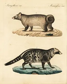 Civetta Prints: Asian palm civet and African civet