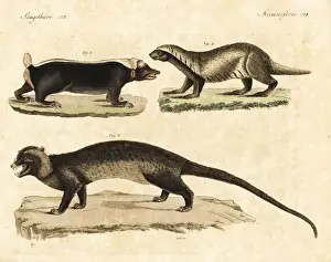 Civet Prints: Asian palm civet, greater grison, and Sunda stink badger