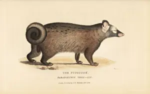 Basire Prints: Asian palm civet, Paradoxurus hermaphroditus