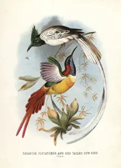 Flycatcher Prints: Asian paradise-flycatcher, Terpsiphone paradisi