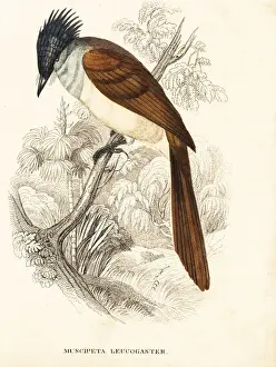 Terpsiphone Prints: Asian paradise-flycatcher, Terpsiphone paradisi leucogaster
