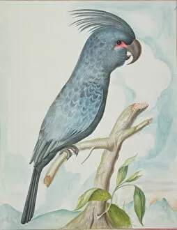 Sauropsida Gallery: An Asian parrot illustration
