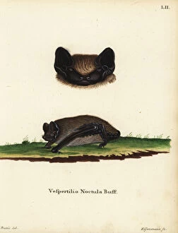 Andreas Collection: Asian particoloured bat, Vespertilio sinensis noctula